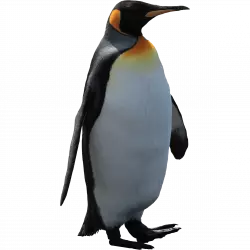 imperator penguin walk