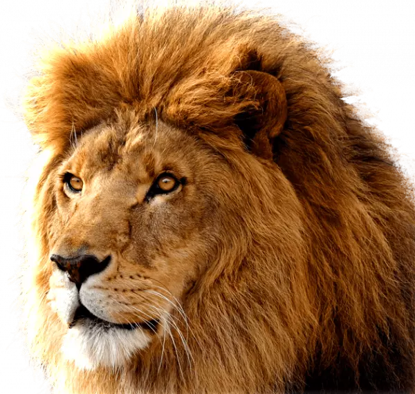 king lion with attitude