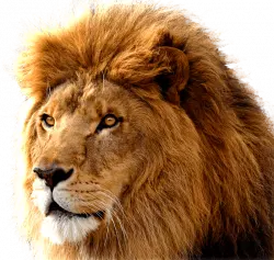 king lion with attitude