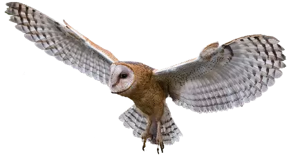 light shades owl flying