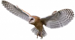 light shades owl flying
