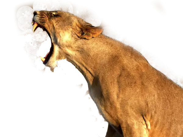 lion roar's in sideway