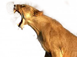 lion roar's in sideway