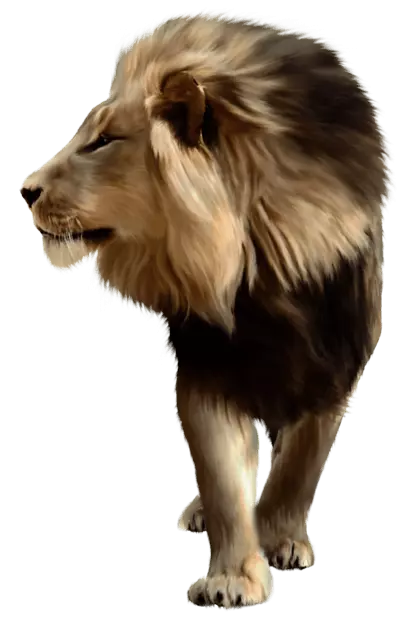 lion walks sideview