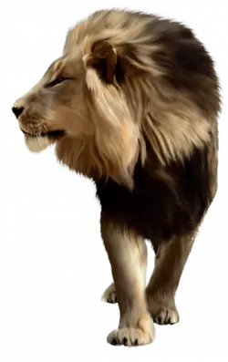 lion walks sideview