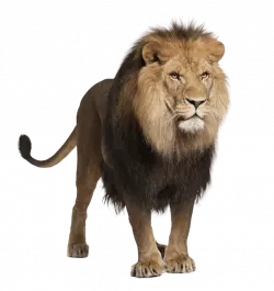 old hairy lion in attitude looks