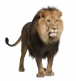 old hairy lion standing sideways