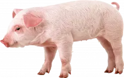 old hairy pink look downwards