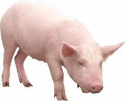 old hairy pink look downwards