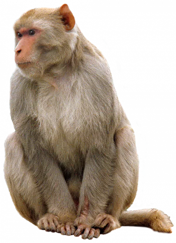 old monkey sitting serious