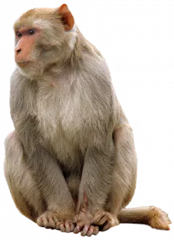 old monkey sitting serious