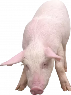 old pig looking for food