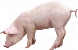 old pig standing sideways