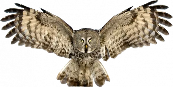 owl flying feathers opened on both sides