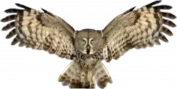 owl flying feathers opened on both sides