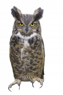 owl looking straight seriously