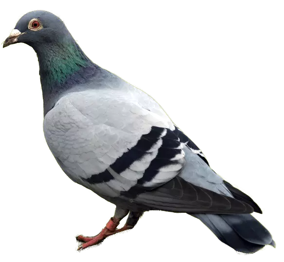 pegion standing position