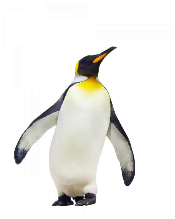 penguin look up in attitude