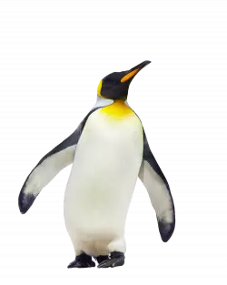 penguin look up in attitude
