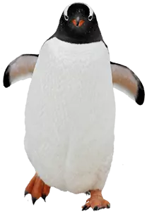 penguin straight view