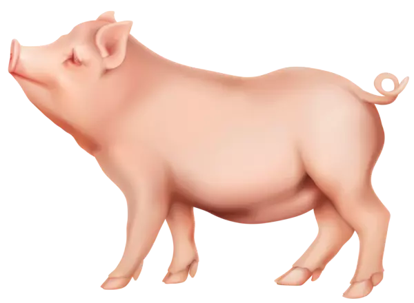 pig  standing clipart sideway