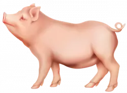 pig  standing clipart sideway