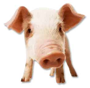 pig face close to camera