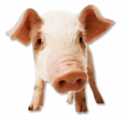 pig face close to camera