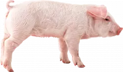 pig full sideview standing confused