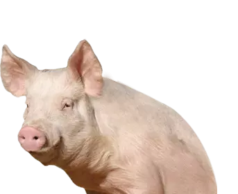 pig sits and looks straight