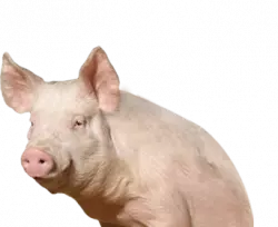 pig sits and looks straight