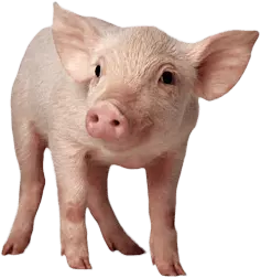 pig standing and looking up