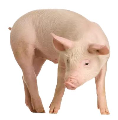 pig standing downwards