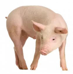 pig standing downwards