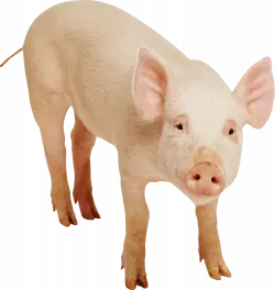 pig stands and look upwards