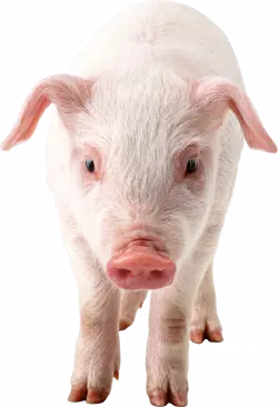 pig stands and looking straight