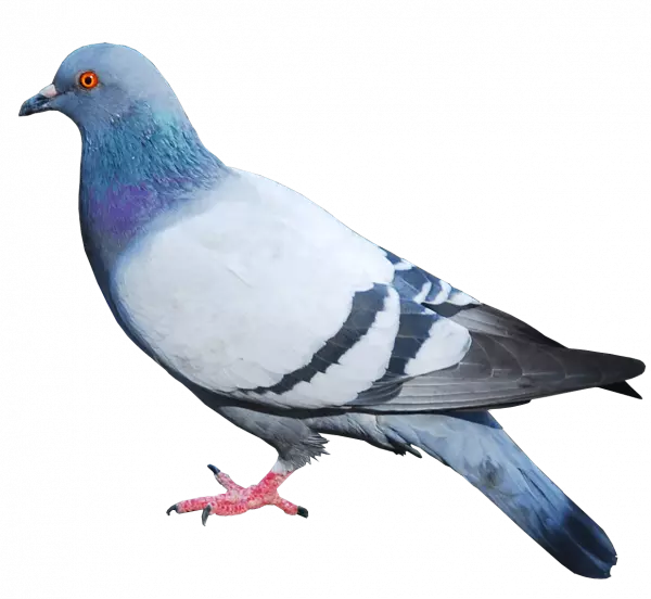 pigeon standing sideway