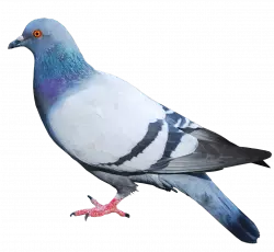 pigeon standing sideway