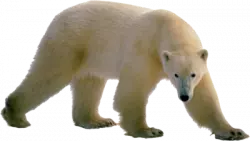 polar bear png clipart