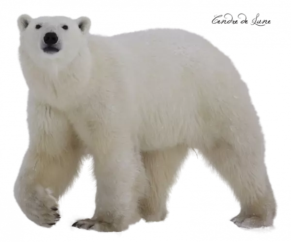 polar bear pose  to camera