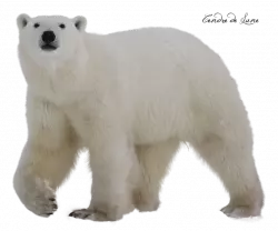 polar bear pose  to camera