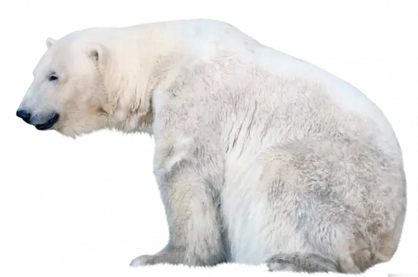 polar bear relaxing png