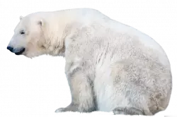 polar bear relaxing png