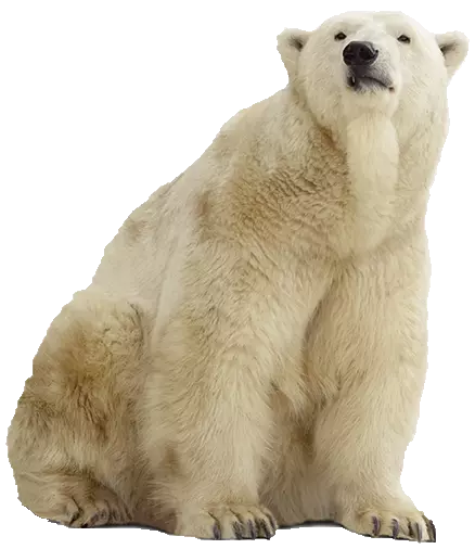 polar bear sitting and look up