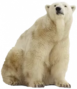 polar bear sitting and look up