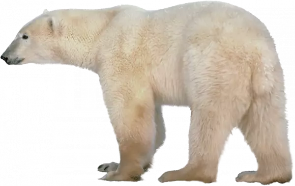 polar bear transparent png