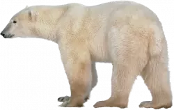 polar bear transparent png