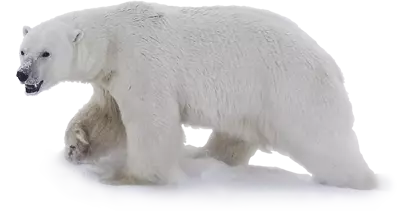 polar bear walking png image