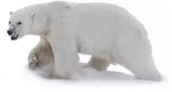 polar bear walking png image