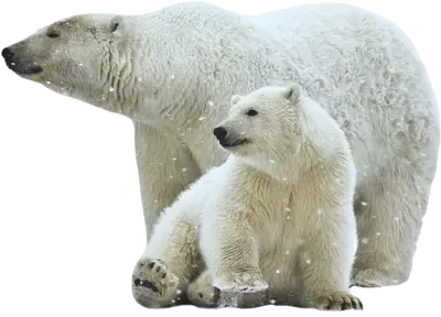 two polar bear relaxing